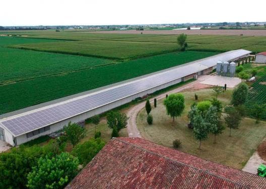Élevage de volailles